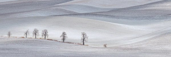 Pavel Oskin: Chestnuts In Winter by Pavel Oskin