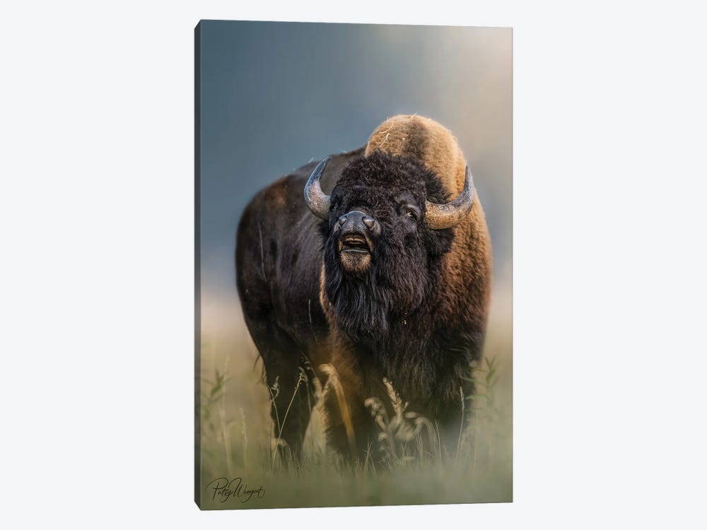 Rutting Bison by Patsy Weingart 1-piece Canvas Print