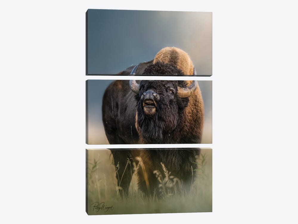 Rutting Bison by Patsy Weingart 3-piece Canvas Print