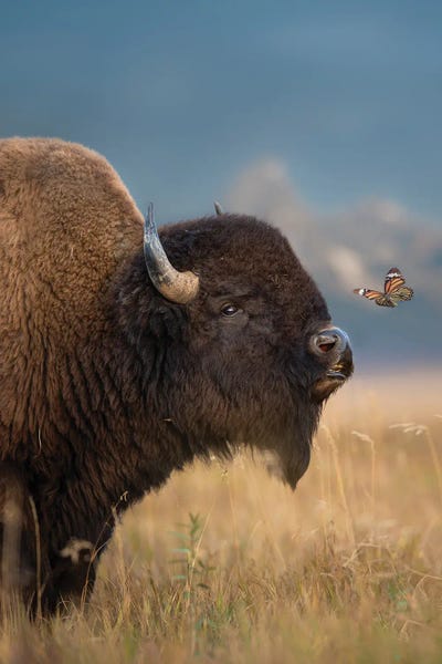 Large Photography - Canvas Prints: Making Friends by Patsy Weingart