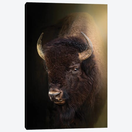 Side Eye Bison Canvas Print #PWG102} by Patsy Weingart Canvas Wall Art