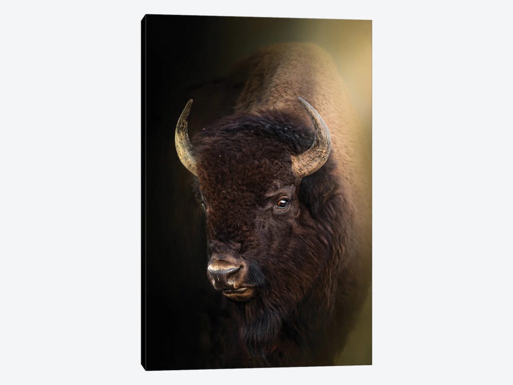 Side Eye Bison by Patsy Weingart 1-piece Canvas Print