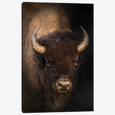 Bison In Light Canvas Print #PWG103} by Patsy Weingart Canvas Artwork