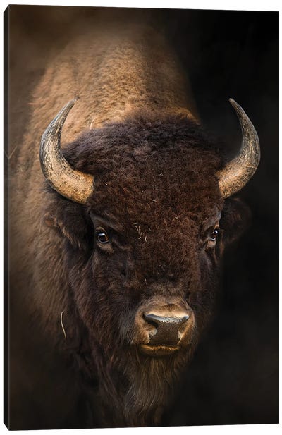 Bison In Light Canvas Art Print - Bison & Buffalo Art