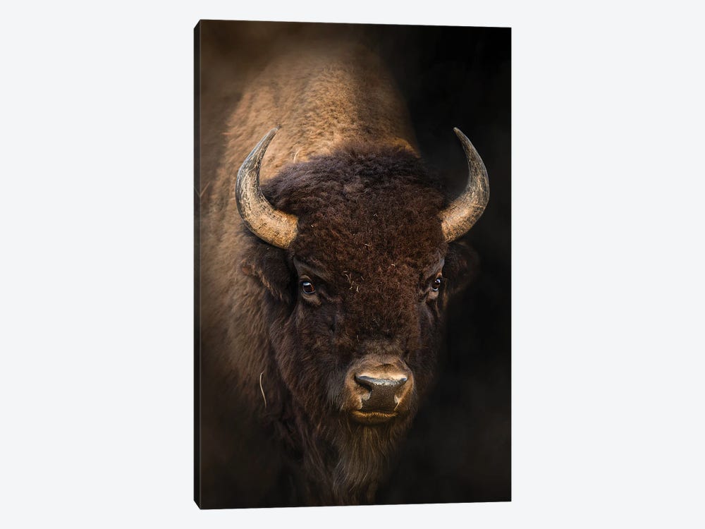 Bison In Light by Patsy Weingart 1-piece Canvas Artwork