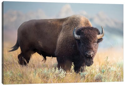 Teton Bison Canvas Art Print - Bison & Buffalo Art