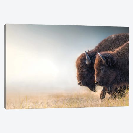Bison Duet Canvas Print #PWG105} by Patsy Weingart Canvas Print