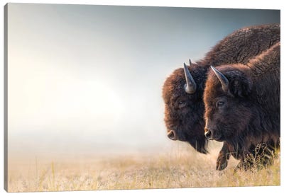 Bison Duet Canvas Art Print - Bison & Buffalo Art