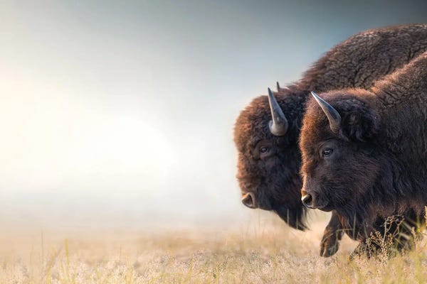 Photography: Bison Duet by Patsy Weingart