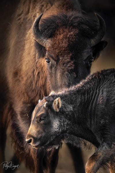Bison & Buffaloes: Peeking Mom by Patsy Weingart