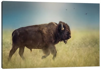 Bison On The Run Canvas Art Print - Patsy Weingart