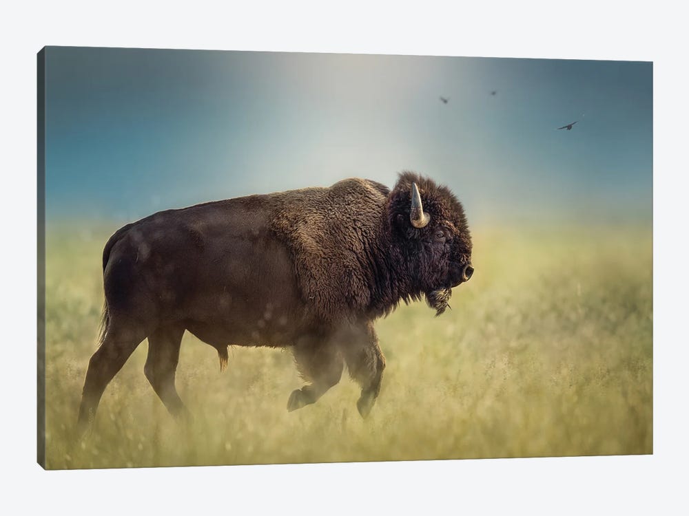 Bison On The Run by Patsy Weingart 1-piece Canvas Art Print