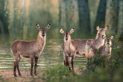 Waterbuck Gathering by Patsy Weingart art print