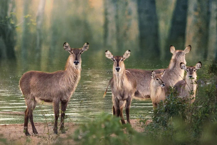 Waterbuck Gathering