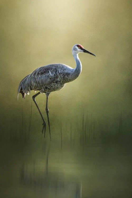 Sandhill Crane Reflection