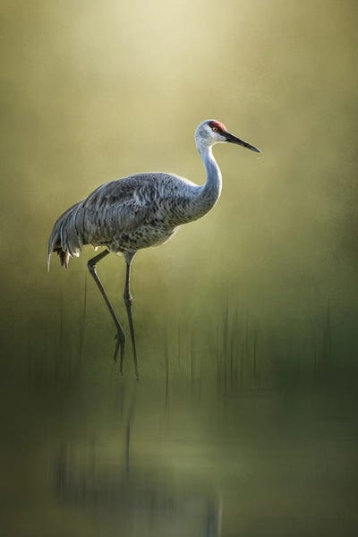 Birds: Sandhill Crane Reflection by Patsy Weingart