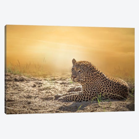 Sunning Leopard Canvas Print #PWG110} by Patsy Weingart Canvas Art Print