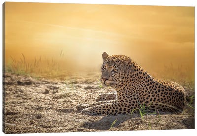 Sunning Leopard Canvas Art Print - Sunset Shades