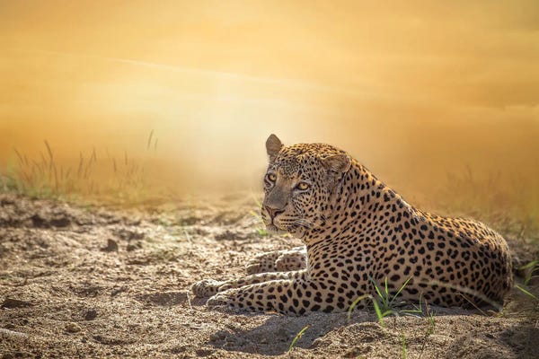 Patsy Weingart: Sunning Leopard by Patsy Weingart