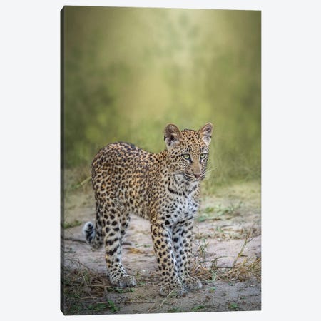 Looking For Mom Canvas Print #PWG111} by Patsy Weingart Canvas Print
