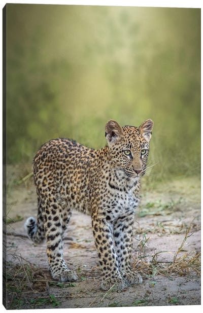 Looking For Mom Canvas Art Print - Patsy Weingart