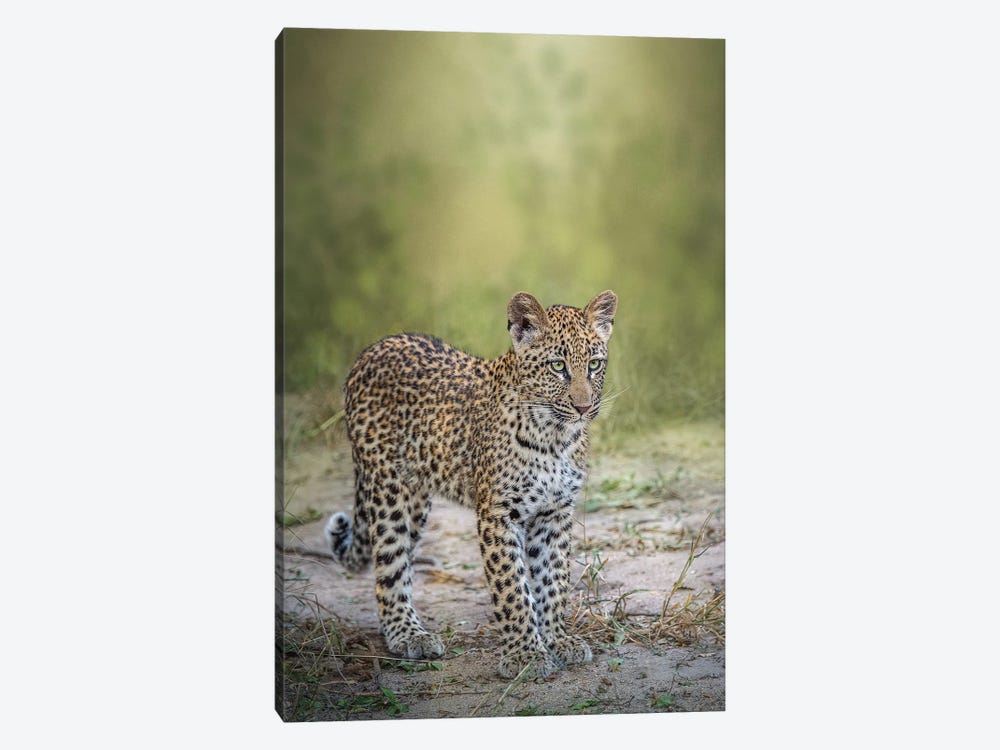 Looking For Mom by Patsy Weingart 1-piece Canvas Print