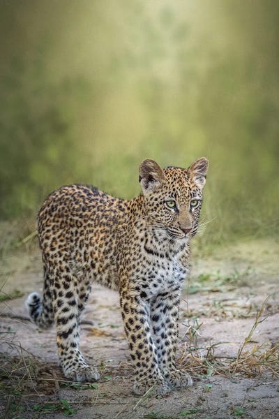 Leopards: Looking For Mom by Patsy Weingart
