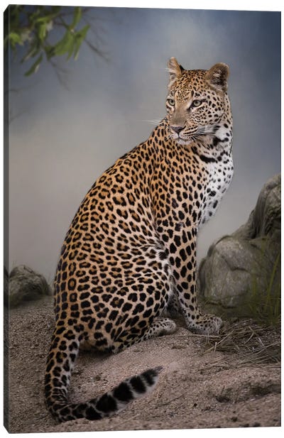 Listening Leopardess Canvas Art Print - Patsy Weingart
