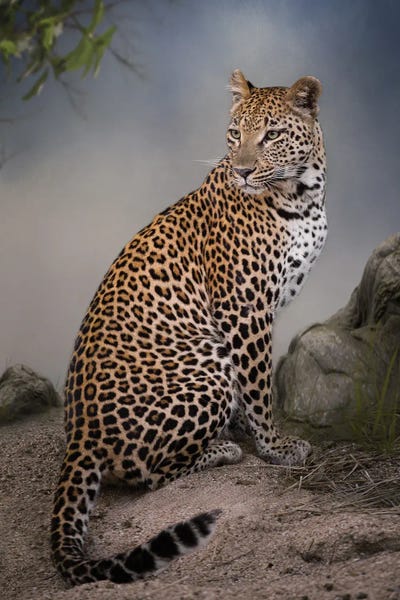 Leopards: Listening Leopardess by Patsy Weingart