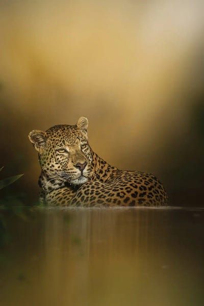 Leopards: Leo Reflection by Patsy Weingart