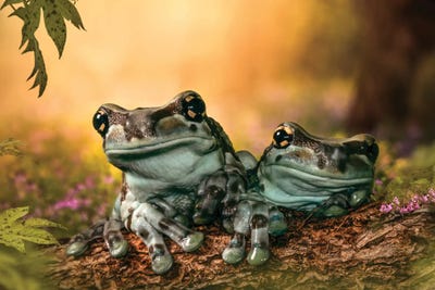 Forest Frogs by Patsy Weingart gallery poster