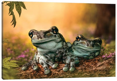 Forest Frogs Canvas Art Print - Patsy Weingart
