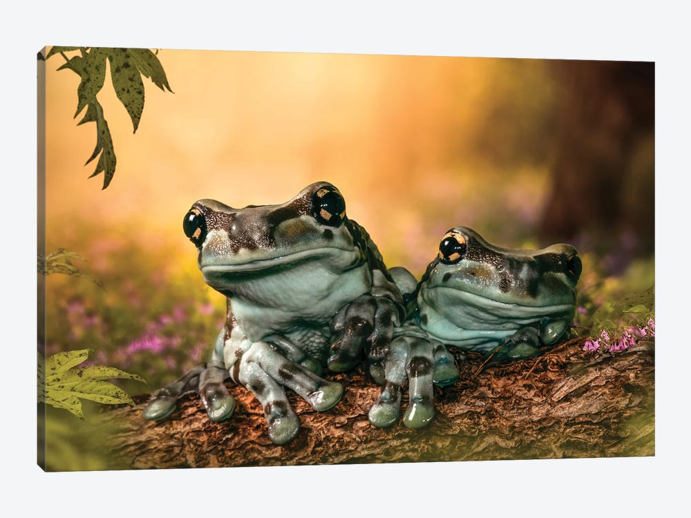 Forest Frogs by Patsy Weingart 1-piece Art Print