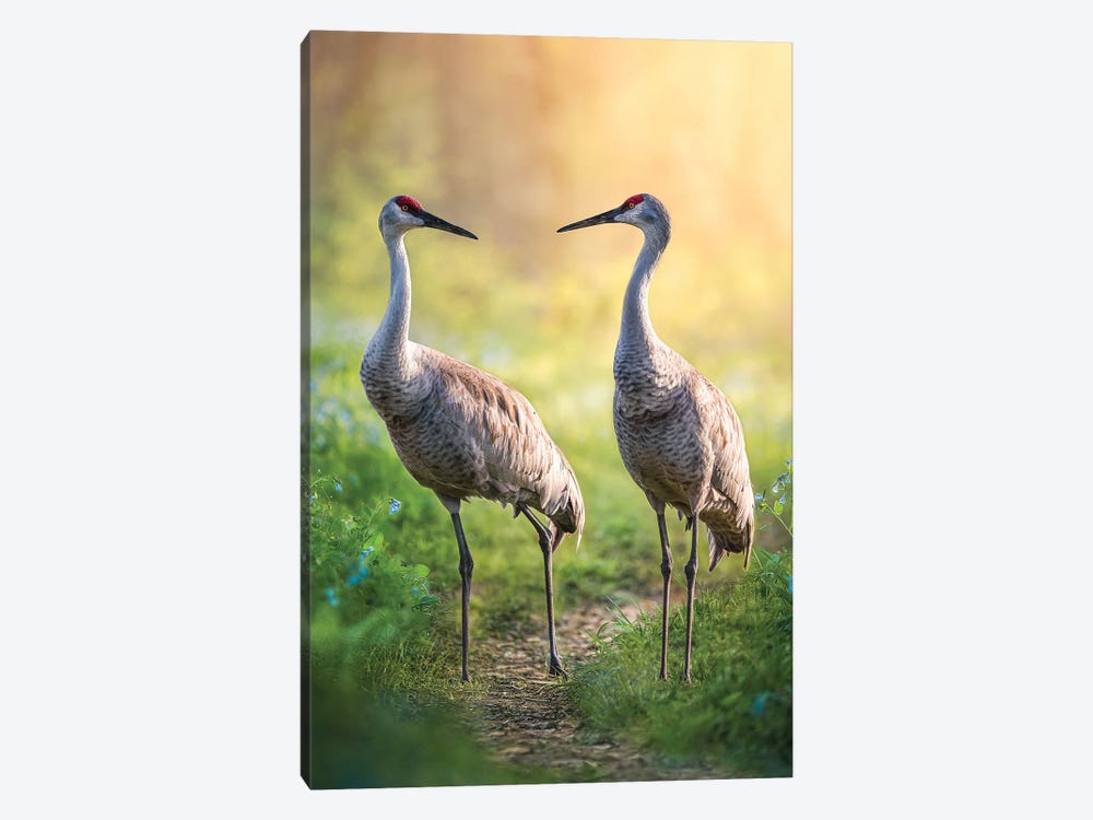 Talking Cranes by Patsy Weingart 1-piece Canvas Artwork