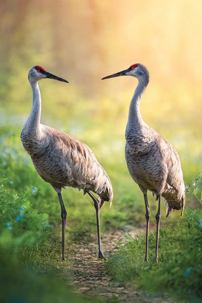 Large Photography - Canvas Prints: Talking Cranes by Patsy Weingart