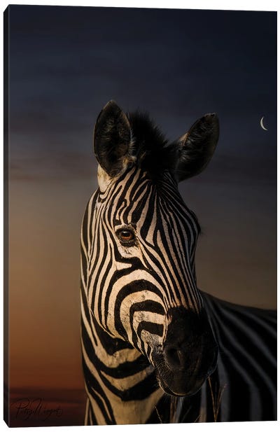 Zebra Portrait Canvas Art Print - Patsy Weingart