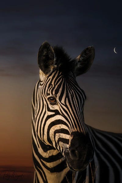 Zebras: Zebra Portrait by Patsy Weingart