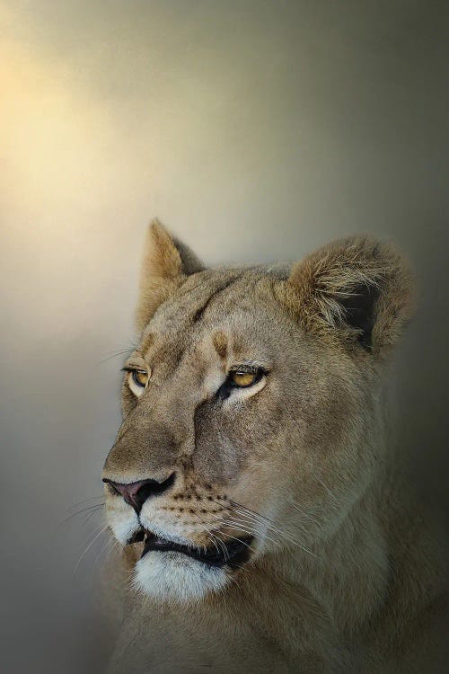 Misty Lioness