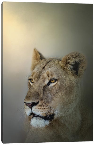 Misty Lioness Canvas Art Print - Patsy Weingart