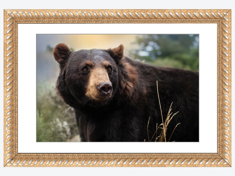 Americanflat - Big Bear by Emanuela Carratoni - Black Frame 18x24