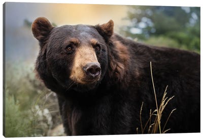 Montana Black Bear Canvas Art Print - Black Bear Art