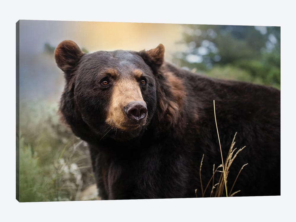 Montana Black Bear by Patsy Weingart 1-piece Canvas Art Print