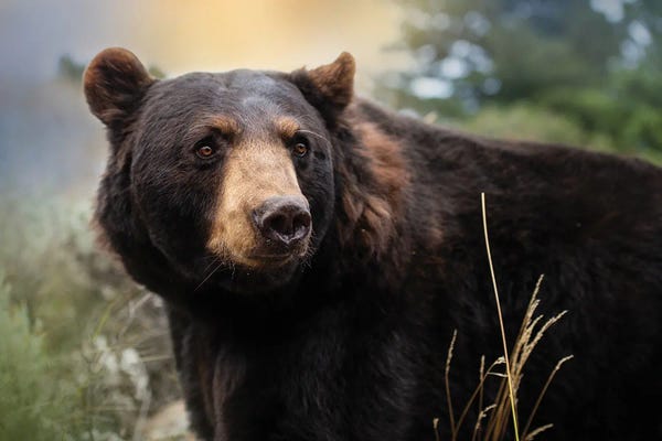 Patsy Weingart: Montana Black Bear by Patsy Weingart