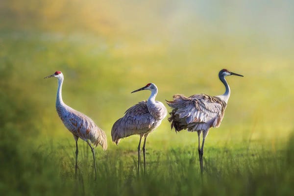 Patsy Weingart: Sandhill Trio by Patsy Weingart