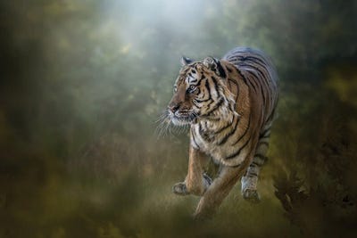 Tiger On The Go by Patsy Weingart canvas print