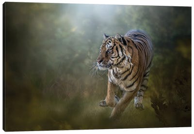 Tiger On The Go Canvas Art Print - Patsy Weingart