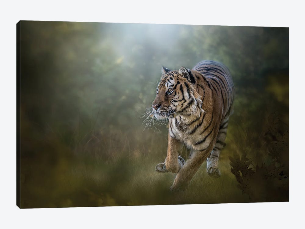 Tiger On The Go by Patsy Weingart 1-piece Canvas Art Print
