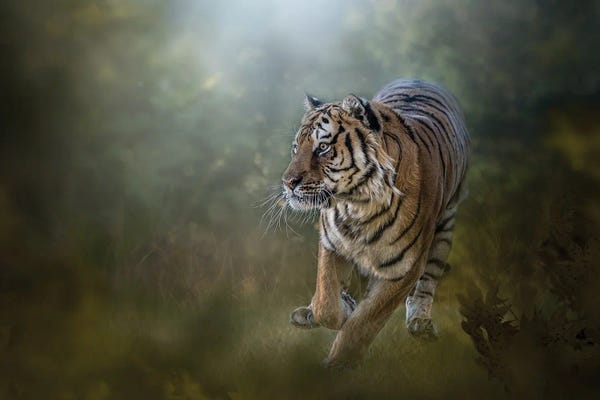 Patsy Weingart: Tiger On The Go by Patsy Weingart