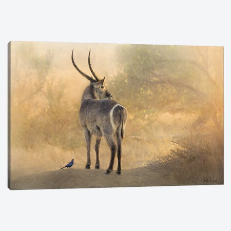 Waterbuck And Mr. Starling Canvas Print #PWG121} by Patsy Weingart Canvas Art