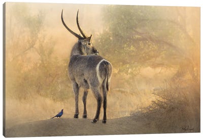 Waterbuck And Mr. Starling Canvas Art Print - Antelope Art